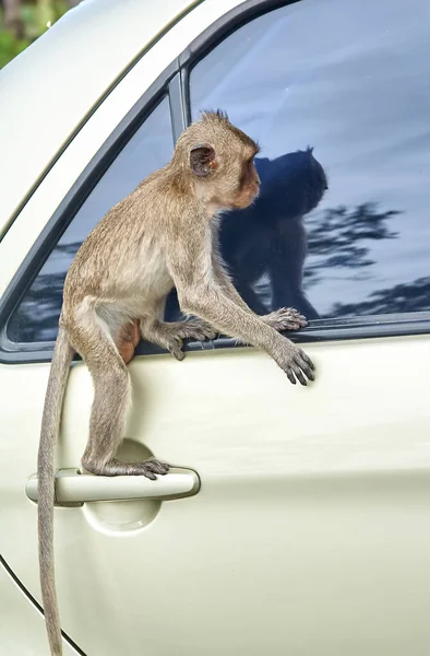 Μαϊμού στο αυτοκίνητο τρώει Ταϊλάνδη — Φωτογραφία Αρχείου