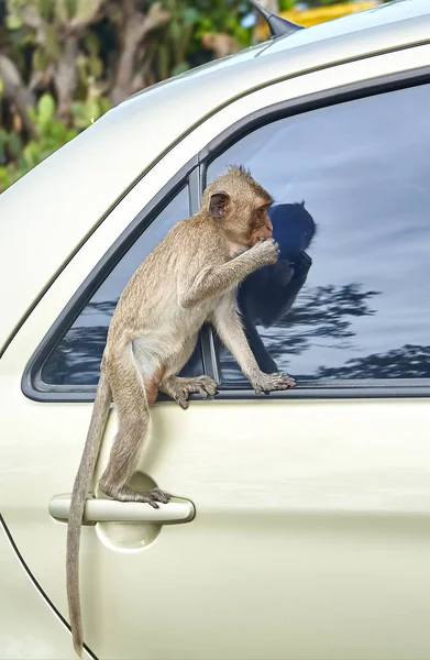 Macaco no carro está comendo Tailândia — Fotografia de Stock