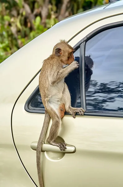 Macaco no carro está comendo Tailândia — Fotografia de Stock