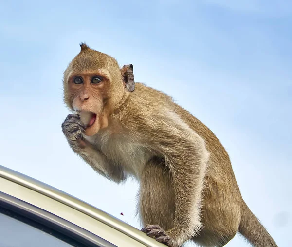 Monyet di mobil makan Thailand — Stok Foto