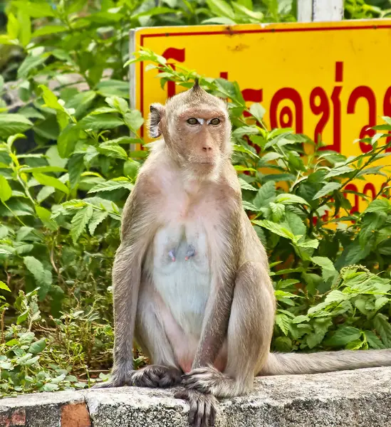 Macaco no carro está comendo Tailândia — Fotografia de Stock
