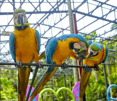 Ara papağan bir kuşkonmaz yemek