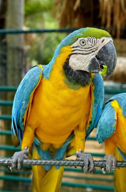 Ara papağan bir kuşkonmaz yemek