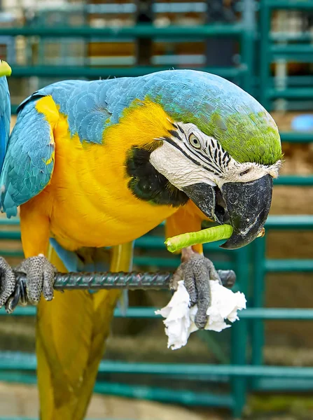 Ara pappagallo sta mangiando un asparago — Foto Stock