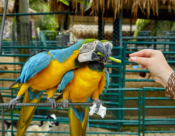 Ara pappagallo sta mangiando un asparago — Foto Stock