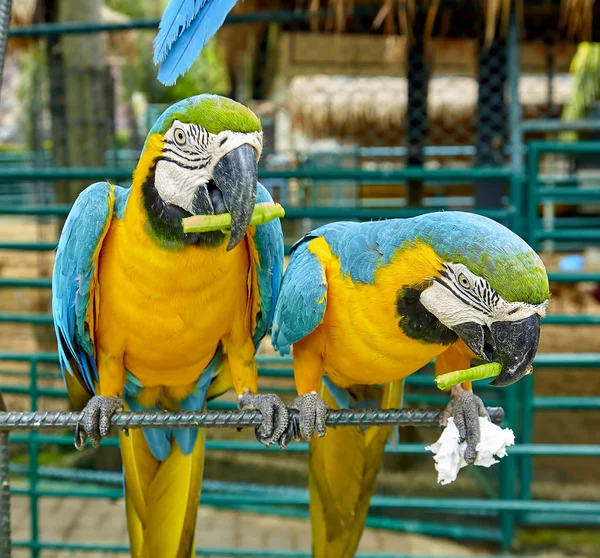 Ara pappagallo sta mangiando un asparago — Foto Stock