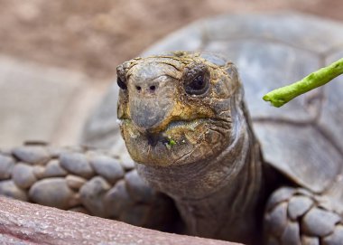 Dev Galapagos kaplumbağası yeme yakın çekim