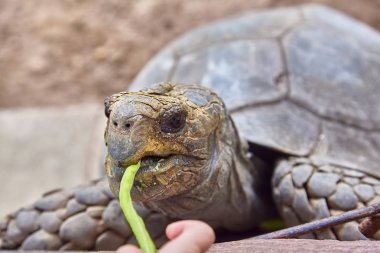 Dev Galapagos kaplumbağası yeme yakın çekim