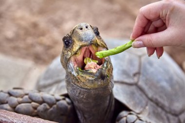Dev Galapagos kaplumbağası yeme yakın çekim