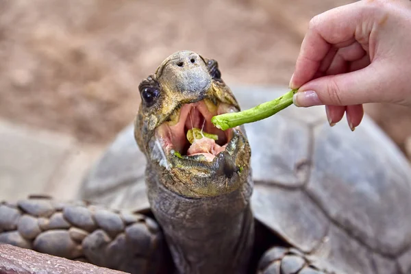 巨大なガラパゴス亀食べるクローズ アップ — ストック写真