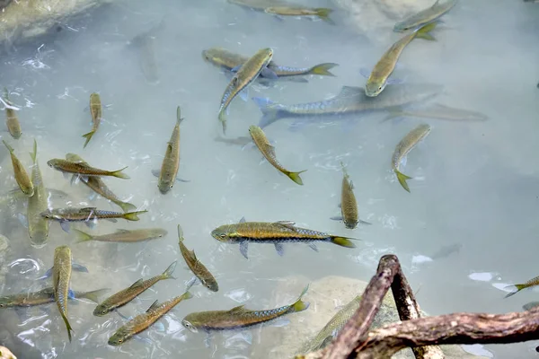 A flock of fish in the river between the stones