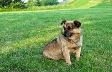 Yaz günü, yeşil çimenlerin üzerinde kahverengi köpek yavrusu