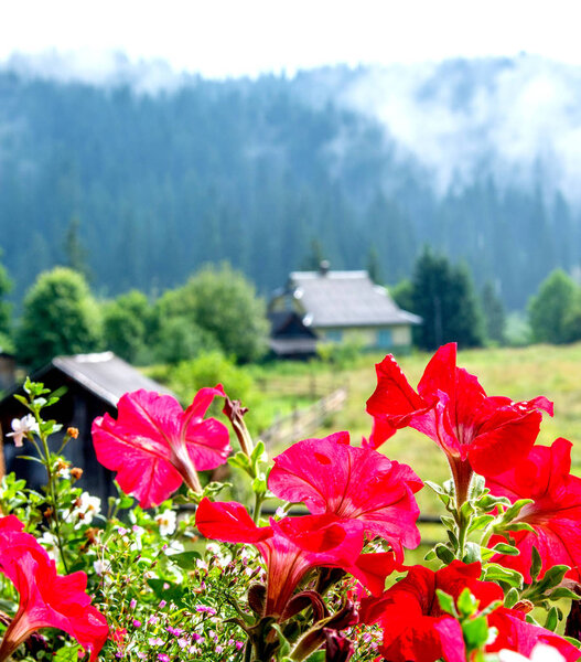 Цветы перед горами
