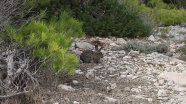 Tavşan Dağları, çam ağaçları