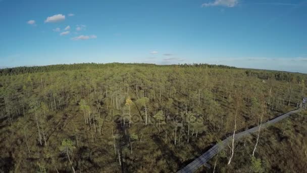 Pantano, vista de pájaros, hermosa vista desde arriba, dron. Viajero siguiendo rastro en pantano. Camino del pantano, sendero. Filmado por drone . — Vídeo de stock