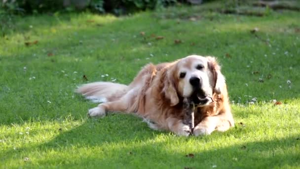 Собачий золотистый ретривер жует палку, лежащую на траве на газоне. Сад, лето, солнечный день — стоковое видео