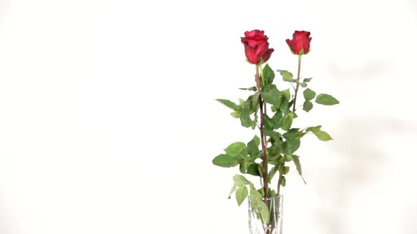 白い背景の上に花瓶の赤いバラを移動しています。おめでとう。風の動き. — ストック動画