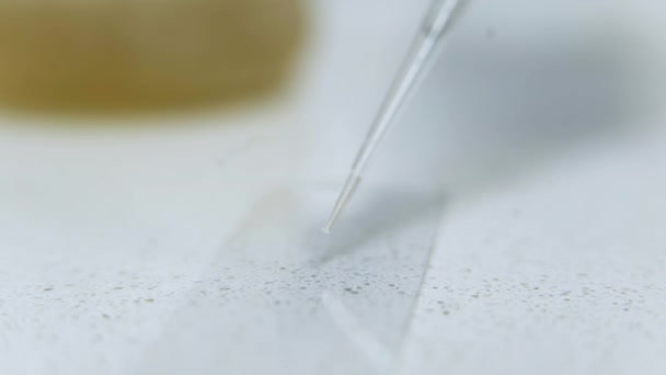 Mikroskobik inceleme için hazırlanan sıvı yakın çekim — Stok video