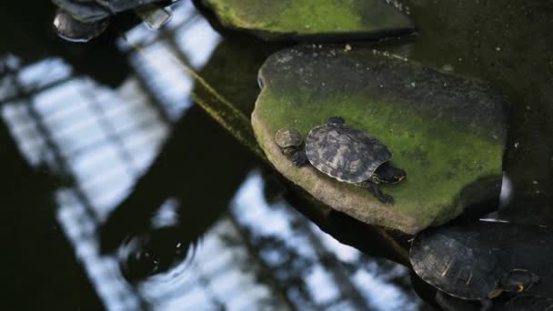 Top view of turtles in Botanical Garden Inside Atocha Train Station, Madrid — Stock Video