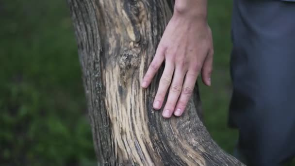 Mujer joven acariciando un tronco de árbol — Vídeo de stock