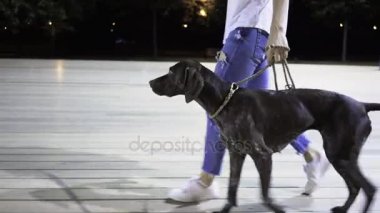 Onu köpek eğitim ve onunla yürüyüş tanınmaz halde kadın
