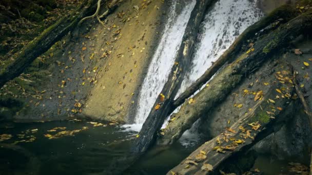 Water flowing over a tree trunk — Stock Video