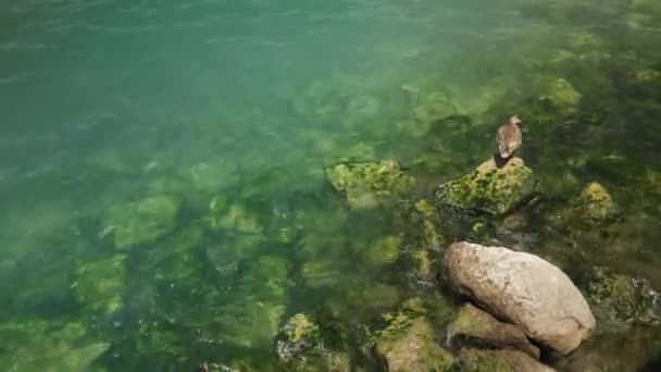 Tiro ancho en tiempo real de un pato sentado en una roca y tomando el sol. Lago de Garda, Italia — Vídeos de Stock