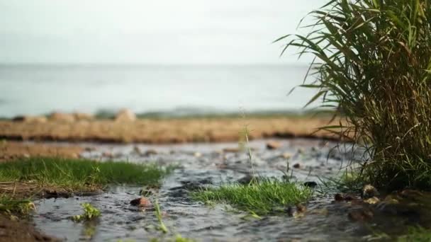 外面的流水和绿草投篮 — 图库视频影像