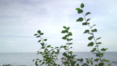 Denizin arka planında üç ağaç dalının el kamerası görüntüsü