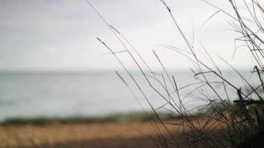 Nehir ufkunun arka planında el kamerasıyla çimen sapı görüntüsü