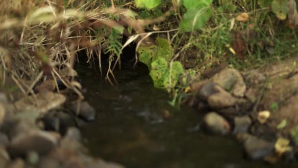 Gimbal tiro de fluxo de água pequena e grama amarela com pedras — Vídeo de Stock