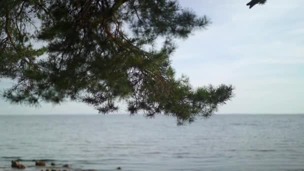 Primer plano de una rama de pino sobre el fondo del horizonte del río — Vídeos de Stock
