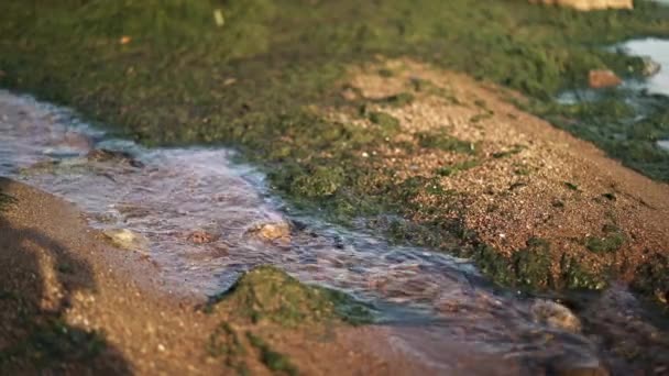 Джимбал знімок дрібного потоку води і зеленого слизу з камінням — стокове відео