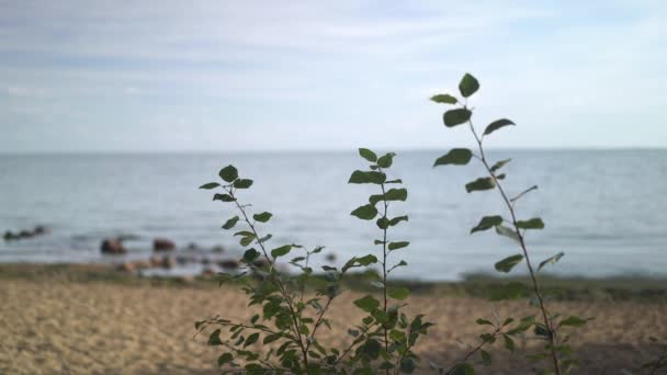 Handheld shot trzech gałęzi zielonego drzewa na tle morza — Wideo stockowe