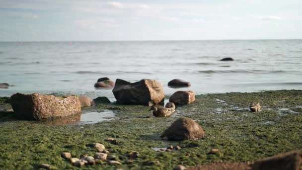 Gimbal shot de canards en boue sur fond de rivière en été — Video
