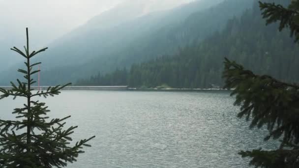 Gimbal tilt up shot of pine tree on background of water and forest — 비디오