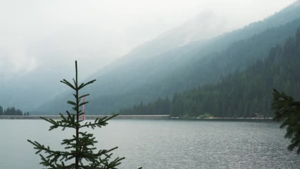 Gimbal pan shot de pin sur fond d'eau et de forêt — Video