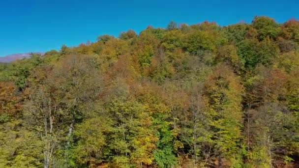 Zoom aérien du drone sur les arbres forestiers d'automne près du lac Gosh en Arménie — Video