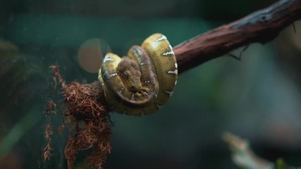 Mały wąż siedzący na gałęzi drzewa — Wideo stockowe
