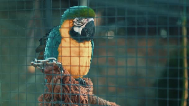 Kleine papegaai in de kooi in dierentuin park — Stockvideo