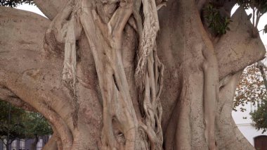 Close up tilt down shot of big tree trunk
