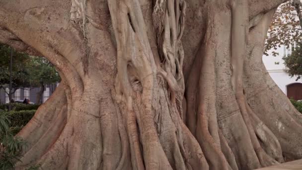 Κοντινό πλάνο κλίσης του μεγάλου κορμού δέντρου — Αρχείο Βίντεο