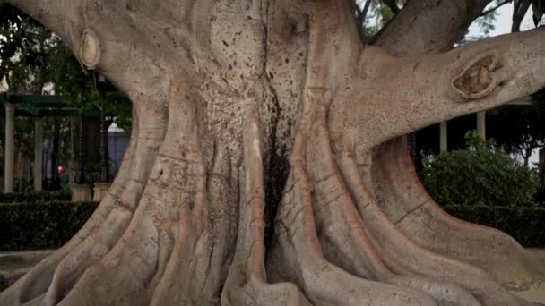 Chiuda l'inclinazione su colpo di tronco di albero grande — Video Stock