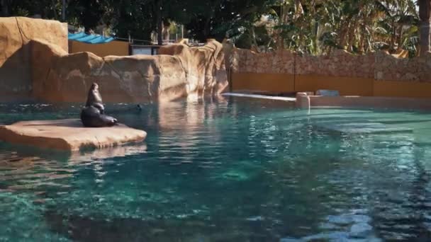 Mano de foca sentada sobre una piedra en el zoológico, España, Málaga — Vídeos de Stock