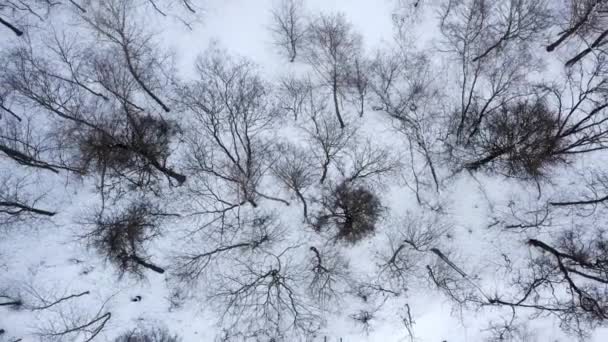 Luchtopname van het stadspark in Moskou, Rusland. Drone zweeft boven het park in de winter. Bovenaanzicht. Drone vliegt naar boven. — Stockvideo