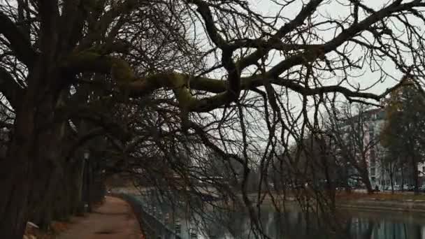Handheld real time shot of the trees on the embankment of the river Isar in Munich, Germany. — 비디오