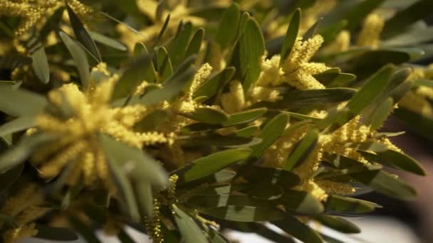 Pan shot of female florist putting mimosa into metal bucket — Stockvideo