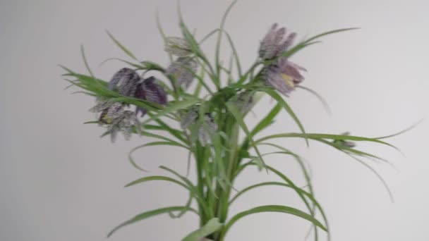 Handheld shot of branches of fritillaria against grey background — Stockvideo