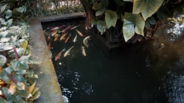 Bangkok, Tayland 'da yüzen bir sazan balığıyla avludaki küçük bir gölün gerçek zamanlı görüntüsü.