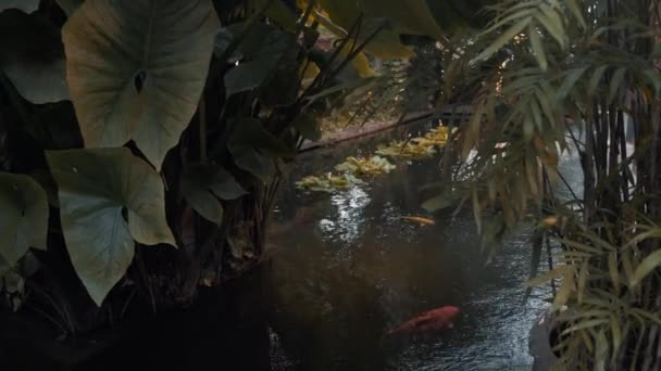 Real time medium shot of a small pond in the court with swimming Koi carp in Bangkok, Ταϊλάνδη. — Αρχείο Βίντεο